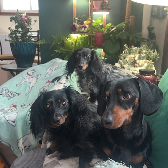 Meet your Posher!🖤🦇 - Picture 2 of 3